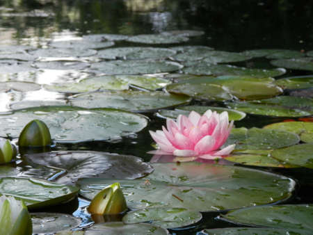 Pink Water Lily Blossomの写真素材