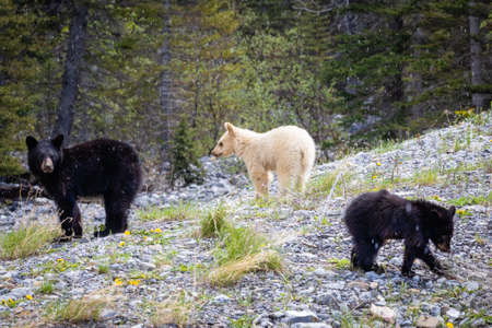 Blond black bear cubの写真素材