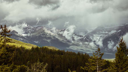 Fog rising out of forest after rain in Banff national Park