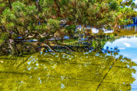 Tree and its reflection in the water