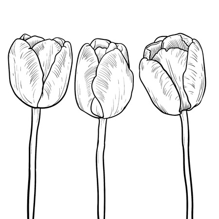 graph coloring outline three tulips on a white backgroundのイラスト素材