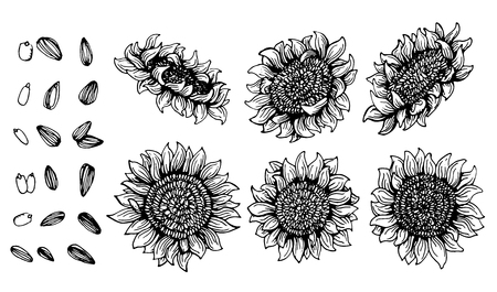 Set of Graphic sunflower and sunflower seedsのイラスト素材