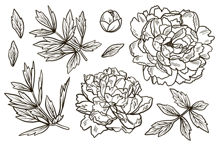 Set of Hand Drawn doodle peony flowers and herbs vintage floral elements. For anti stress coloring book on white background.のイラスト素材