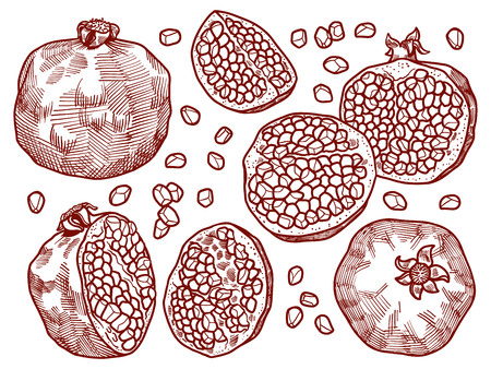 Set of Fresh and juicy pomegranate with seeds. contour hand drawn line illustration isolated on white background. Doodle healthy food illustrations for decor design card.のイラスト素材