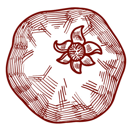 Fresh and juicy pomegranate with seeds. contour hand drawn line illustration isolated on white background. Doodle healthy food illustrations for decor design cardのイラスト素材