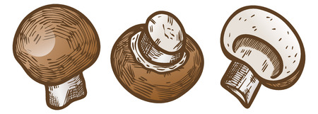 Hand drawn illustration sketch style champignon mushroom composition icons set. Vector icons for web design. Farm fresh food isolated on white background. Doodle style mushroom.のイラスト素材