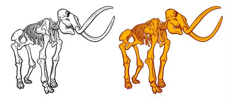 Hand Drawn line and colour Illustration of mammoth skeleton isolated on white background, Archeological discovery, paleontology symbolのイラスト素材