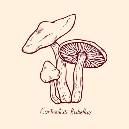 Forest poisonous mushroom Cortinatius Rubellus edible and non-edible boletus in retro sketch. Element isolated on whiteのイラスト素材
