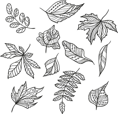 Set of  leavesのイラスト素材