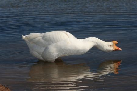 Male goose looks at it's reflection in crystal blue waterの写真素材