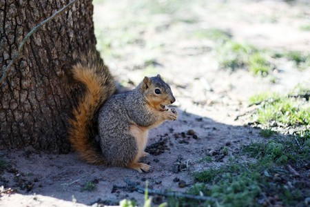 A not so shy squirrel eating a nut very close to camera.