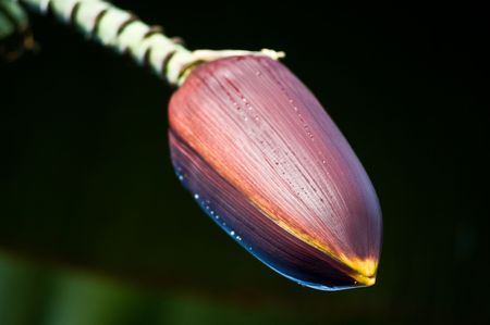 Banana tree flowerの写真素材