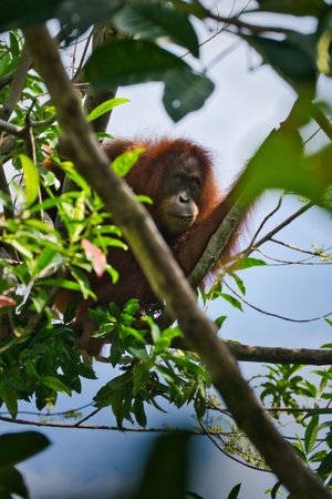 Sumatran Orangutan in Tropical Rainforestの写真素材