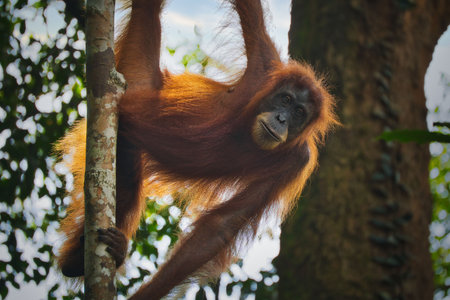 Sumatran Orangutan in Tropical Rainforest
