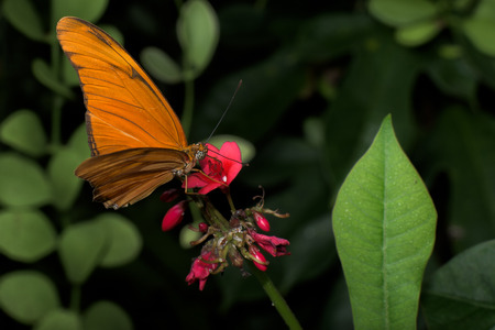 Butterflies are common insects that have a worm-like body and highly colorful wingsの写真素材