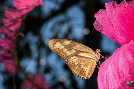 butterflies from around the world in Christmas day have a worm-like body and highly colorful wingsの写真素材
