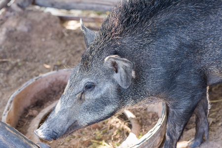 The Indian boar differs from its European counterpart by its larger, more sharply featured and straighter skull, its smaller, sharper ears and overall lighter buildの写真素材