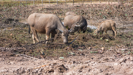The water buffalo or domestic Asian water buffalo (Bubalus bubalis) is a large bovid originating in South Asiaの写真素材