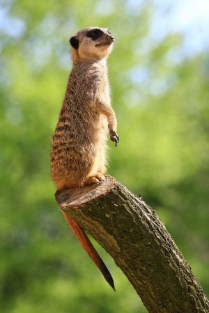 meercatの写真素材