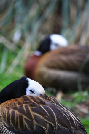 good nightの写真素材