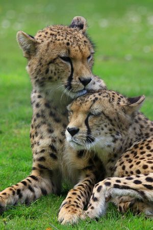 Gepardの写真素材