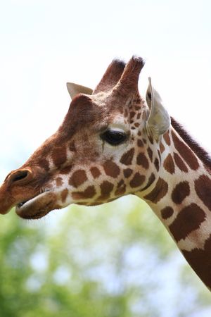 giraffeの写真素材