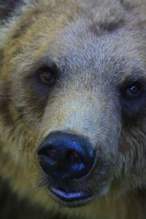 bear