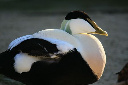 eider duckの写真素材