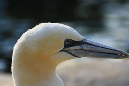 boobyの写真素材