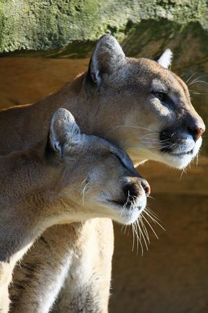 puma