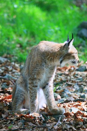 lynxの写真素材