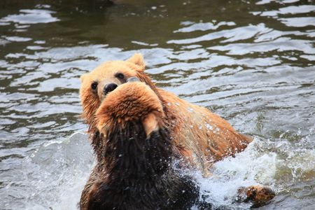 kodiak bearの写真素材