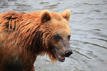 Kodiak Bearの写真素材 ストックフォト 写真素材のstock Foto ストックドットフォト