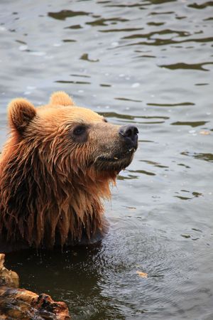 kodiak bearの写真素材