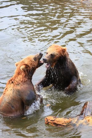 kodiak bearの写真素材