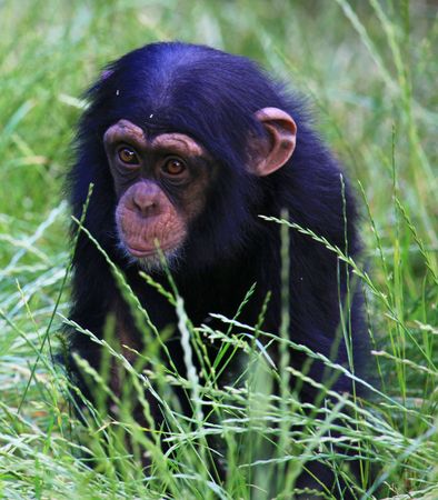 chimpの写真素材