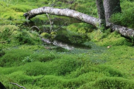 forestの写真素材