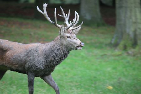 red deerの写真素材