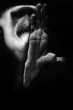 guazeraの写真素材