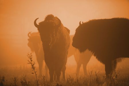 Bisonの写真素材