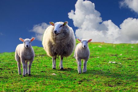 a photo of young sheeps in spring 2009の写真素材