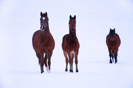 horsesの写真素材