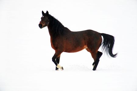 horseの写真素材