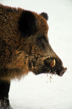 wild boarの写真素材