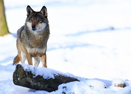 wolfの写真素材