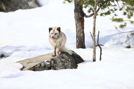 arctic fox