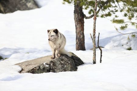 arctic foxの写真素材