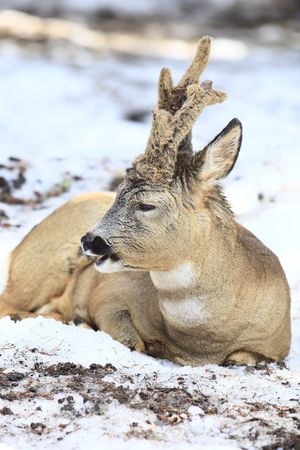 roe deerの写真素材