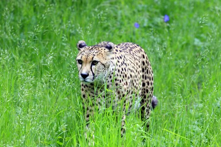 cheetahの写真素材