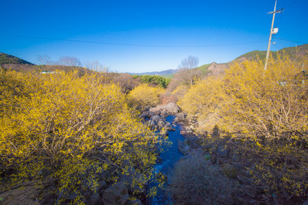 The villages and valleys of Gurye in Korea, where cornelian flowers bloom.の写真素材
